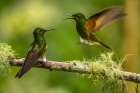 Ecuador-Guango. Buff-tailed coronet hummingbirds fighting. Art Print